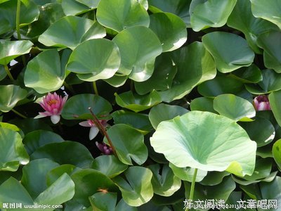 藕花嫂和她的几亩地