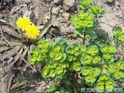 “鬼打灯”的传说