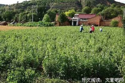麦子熟了之二打麦场