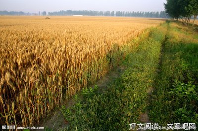麦子熟了之四 垛场
