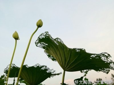 村中的池塘 2、南塘