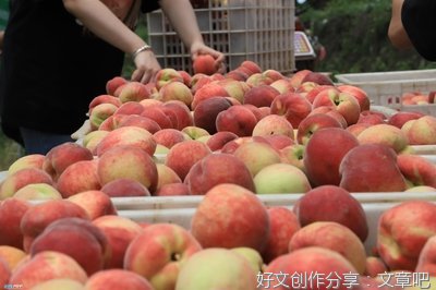 土地流转 一“千亩桃园”