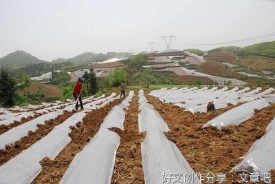 土地流转 四走错了地方