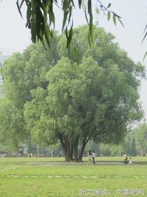 【精选】小学三年级下册语文作文范文《家乡的公园》