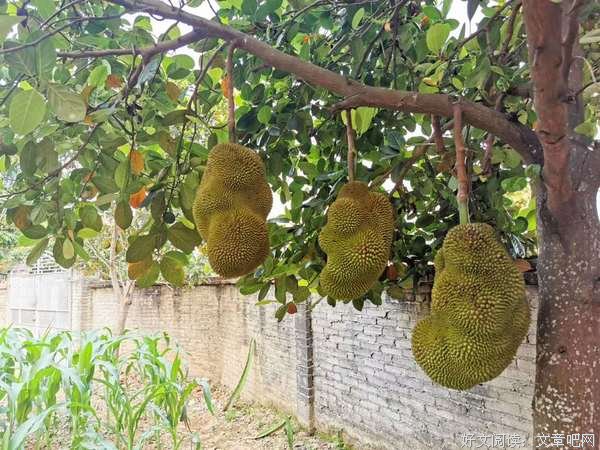 春意满园牤牛河