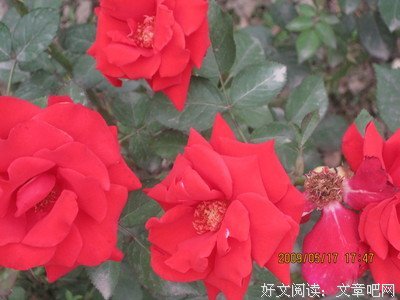“朝花夕拾树叶情”--资源学院协办DIY创作大赛