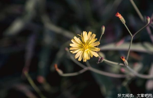请学会释怀，得之坦然，失之淡然，才是最好的人生！