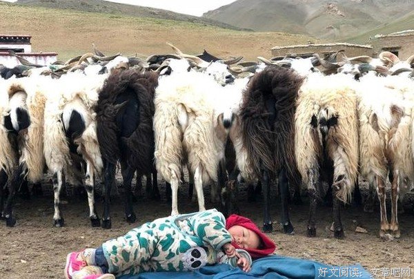 五十余年前鲜为人知的，西藏阿里牧区的生活状态