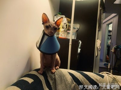 说说带娃带到奔溃的事