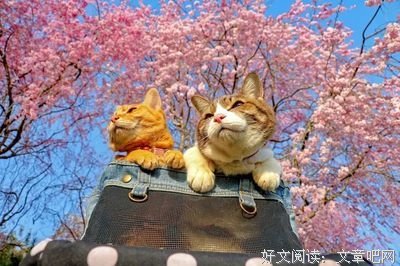说一说，看一看，这种场合，能让宠物进去嘛