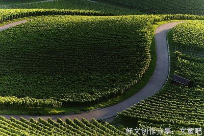 说说买葡萄的那点事
