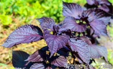 那么好吃的香菜，居然有人不喜欢吃
