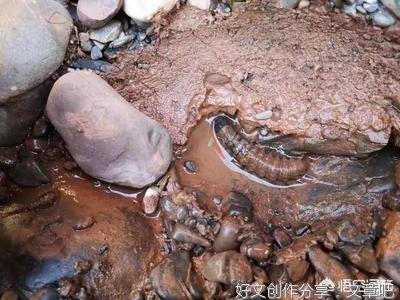 小时候在农村河里你都见过什么样的鱼？你是怎么抓到的？