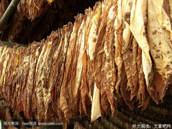  严控烟草是文明社会之需