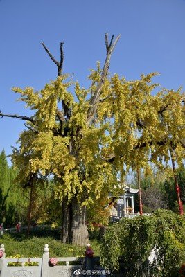 王重阳仙逝传说：云从龙，风从虎，天地相应，万物有灵