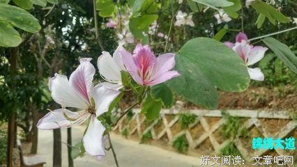 笃学曙光，照亮高州