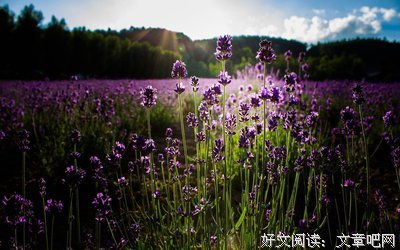 禅卡塔罗：好迷茫不知道做什么工作