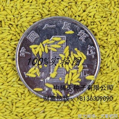 有意播种，让种子开花