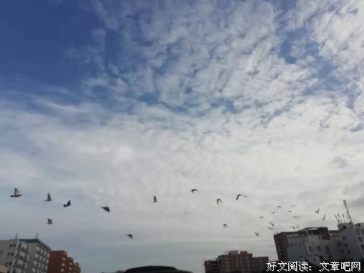 白鸽飞舞，我们启航了