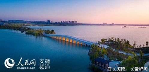 新家金梦金树苗