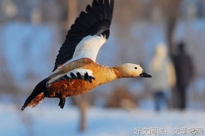 人鸟共住，人类可以做到