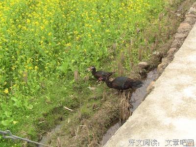 雁洋调研收官日之感
