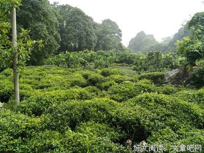 灵光寺之行