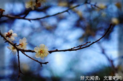 梅花开了