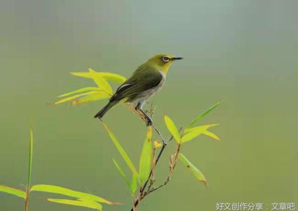 一边是父母一边是爱情