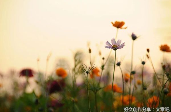 不停止内耗，所有的养生都是徒劳的（好文）