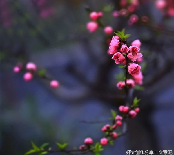 田园乐趣