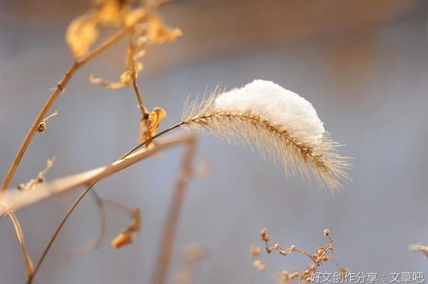 一个家庭最好的状态：布衣暖，菜羹香，闲书淡