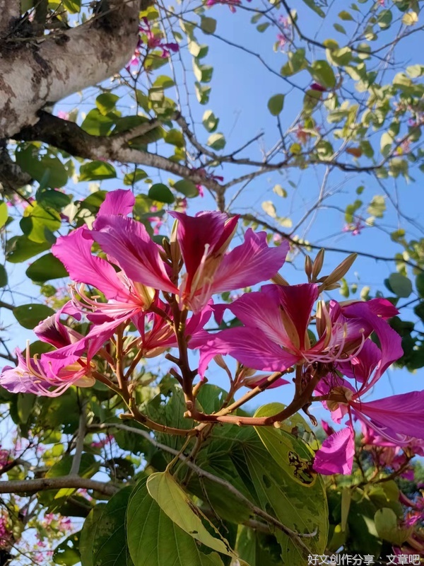 做自己的太阳，无需凭借谁的光（好文）