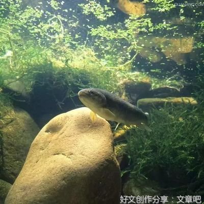 三条鱼的故事，看哭无数人！（好文）