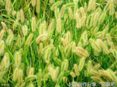 做人如草（好文）