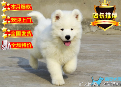三个天使，忠诚护主