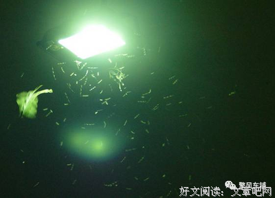 小飞虫后，遇见善良
