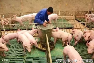 大猪和小猪