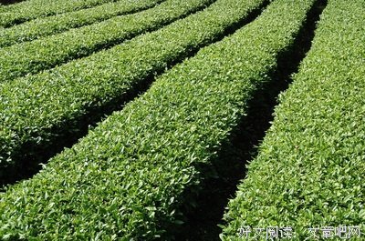 我国三大主粮单产最高纪录究竟是多少呢