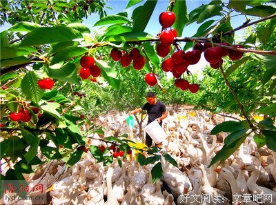 在果园里养鹅用来除草，有哪些利弊？