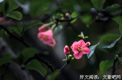 三月，海棠春