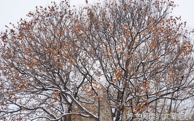 满目三春雪,风姿若玉娇