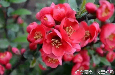 记忆的那条鱼