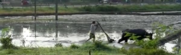 你们家乡还用牛耕农田吗？