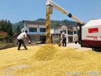 今年的小麦产量怎么样？目前众说纷纭