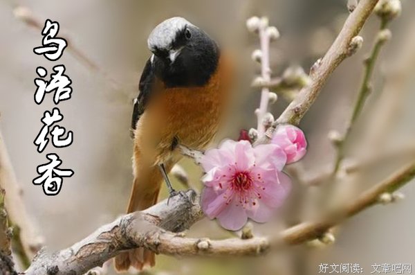 视觉里的莲花公园，还有鸟语花香