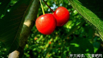 樱桃红了