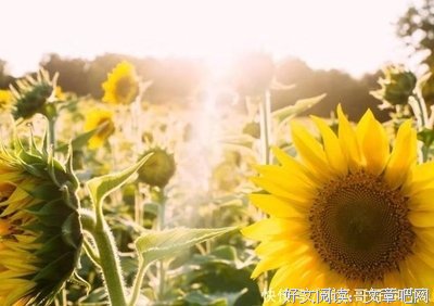 说说景甜平凡而又不平凡的人生吧