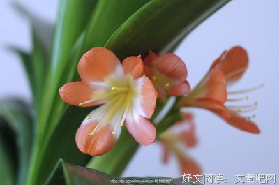 君子兰花开红似火