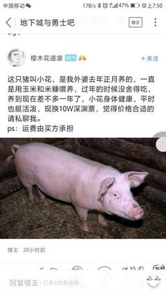 卖房的救了卖猪的